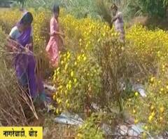 Beed #FarmerLoss परतीच्या पावसानं शेतकऱ्यांच्या स्वप्नांचा चिखल, पंचनामे कधी? भरपाई कधी? 