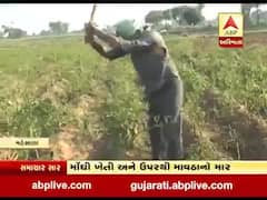 મહેસાણા: વિજાપુરમાં માવઠાએ ખેડૂતોના પાકની દશા બગાડી, જુઓ વીડિયો 
