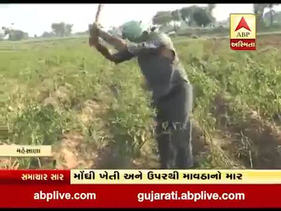 મહેસાણા: વિજાપુરમાં માવઠાએ ખેડૂતોના પાકની દશા બગાડી, જુઓ વીડિયો 