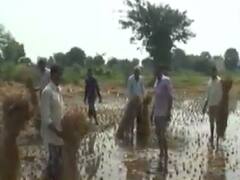 મહિસાગરમાં ધોધમાર વરસાદ વરસતા ખેડૂતોમાં ચિંતા, ડાંગર સહિતના પાકને નુકસાન