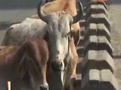 ભાવનગરમાં રખડતા ઢોરનો આતંક, એક ઢોરને પકડવા રૂપિયા 48000નો ખર્ચ