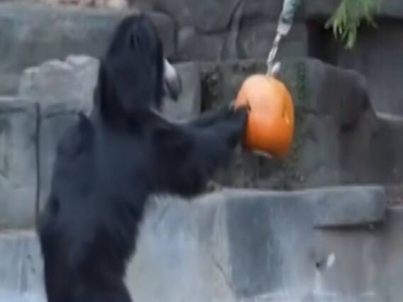American zoo animals enjoy Halloween treats
