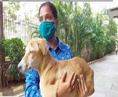 भटक्या कुत्र्यांना दूर नेऊन सोडणं सोसायटीला महागात,5कुत्र्यांना मारून टाकल्याचा प्राणीमित्रांचा आरोप