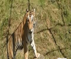 नैनीताल जू में होंगे टाइगर शिखा के दीदार। Nainital Zoo। ABP GANGA