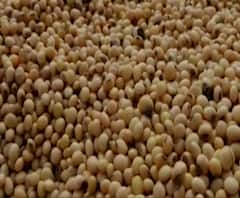 शेती जगत | गावागावात काय आहे शेतीची परिस्थिती? | 04 ऑक्टोबर 2020