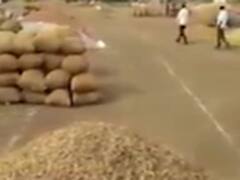 રાજકોટના બેડી માર્કેટિંગ યાર્ડમાં મગફળીની આવક બંધ કરાઇ, જુઓ વીડિયો 