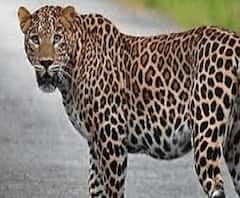 8 लोगों पर हमला करने वाले गुलदार को नहीं ढूंढ पाया वन विभाग। Haldwani