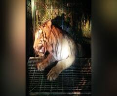 ফিট সার্টিফিকেট মিলতেই জঙ্গলে ছাড়া হল সুন্দরবনের খাঁচা-বন্দি রয়্যাল বেঙ্গলকে