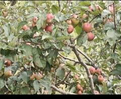 फलों की भी खेती कर रहे हैं किसान, खेती के जरिए मिल रहा रोजगार