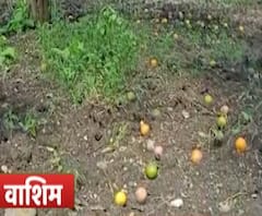 #FarmerLoss वाशिमच्या मुंगळामध्ये संत्रा उत्पादक संकटात, अतिवृष्टीमुळे संत्रा उत्पादक शेतकऱ्यांचेही हाल