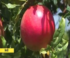 Special Report | डाळिंबाच्या शेतीतून मिळवला लाखोंचा नफा; साडेतीन एकरात 20 टन उत्पादन