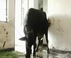 गोंदियात शासकीय वसाहतीत गायी- म्हशींचे गोठे; बदनामी करण्याचा प्रयत्न, पोलिस अधिक्षकांचं स्पष्टीकरण