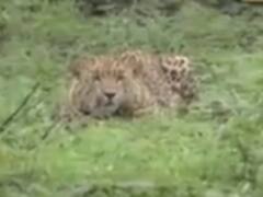 સુરતના માંડવી તાલુકામાં દીપડાના આતંકથી ગામમાં ફફડાટ, જુઓ વીડિયો