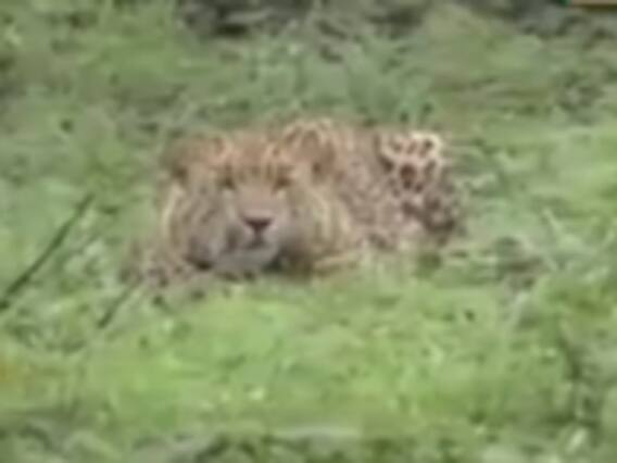 સુરતના માંડવી તાલુકામાં દીપડાના આતંકથી ગામમાં ફફડાટ, જુઓ વીડિયો