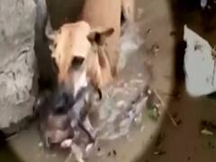 Heart wrenching visuals of a dog saving pup from rainwater