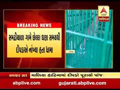 જૂનાગઢના માળિયા હાટિનામાં લોકોને રંજાડતો દીપડો પૂરાયો પાંજરે, જુઓ વીડિયો 