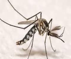 ডেঙ্গি-প্রতিরোধে কামারহাটি পুরসভার অভিযান, ড্রোন উড়িয়ে নজরদারি