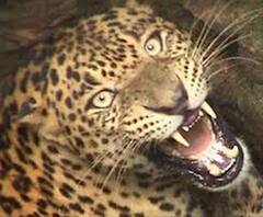 'आदमखोर' गुलदार का आतंक ! | ABP GANGA 