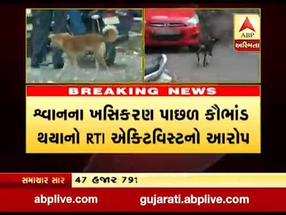 સુરત પાલિકાએ 6 વર્ષમાં શ્વાનના ખસિકરણ માટે 3.47 કરોડ રૂપિયાનો ખર્ચ કર્યાનો ખુલાસો, જુઓ વીડિયો