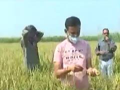 સુરતઃ ડાંગરના પોષણક્ષમ ભાવના અભાવે ખેડૂતો પરેશાન, જુઓ વીડિયો