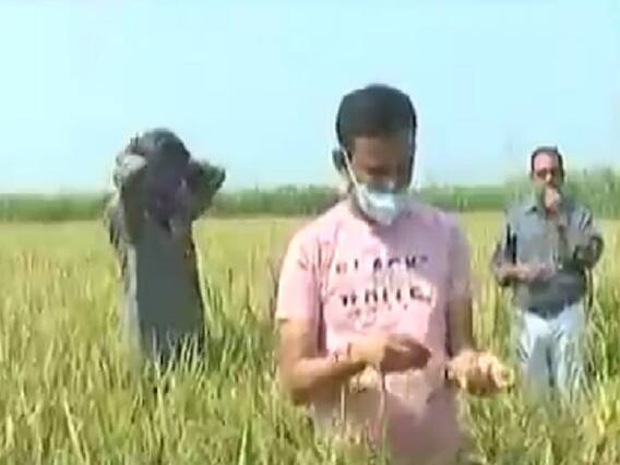 સુરતઃ ડાંગરના પોષણક્ષમ ભાવના અભાવે ખેડૂતો પરેશાન, જુઓ વીડિયો