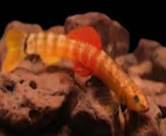 Tejas Thackeray | तेजस ठाकरे यांचा नवा शोध; सह्याद्रीच्या पर्वतरांगात शोधला 'हिरण्यकेशी' मासा