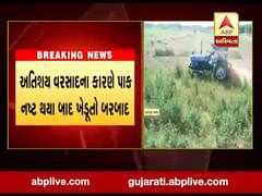 બનાસકાંઠાના દિયોદરમાં ખેડૂતે ઉભા પાકમાં ફેરવ્યું ટ્રેક્ટર, જુઓ વીડિયો