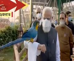 কখনও হাতের ওপর এসে বসল ম্যাকাও, কখনও টিয়া! গুজরাতের সর্দার পটেল জুওলজিকাল পার্কে নমো'র অবসর যাপন! 