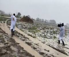 Osmanabad Rain | उस्मानाबादमध्ये परतीच्या पावसाचे थैमान, सोयाबीनचं नुकसान 