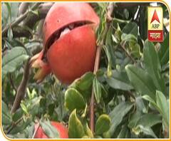 Rural News | नेते आमच्या बांधावर कधी येणार, सांगलीतील डाळिंब उत्पादकांचा सवाल | माझं गाव माझा जिल्हा