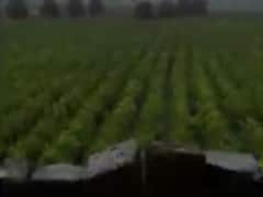 પોરબંદરના બરડા પંથકના વાતાવરણમાં આવ્યો પલટો, કેટલાક વિસ્તારમાં ભારે પવન સાથે વરસાદ વરસ્યો