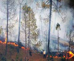 फिर सुलगने लगे पहाड़ के जंगल