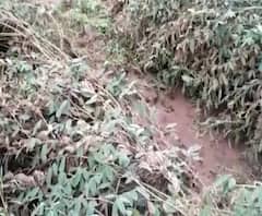 Maharashtra Monsoon | अतिवृष्टीमुळे उस्मानाबादमधील शेतकरी उद्धवस्त; सरकार मदतीचा हाच देणार का?