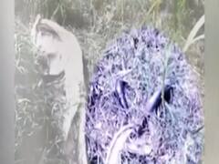 Hathras Case से जुड़ा नया वीडियो आया सामने, मिले गुनाह के निशान! FataFat खबरें