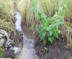 Maharashtra Rains | बेळगावातील शेकडो एकर बासमती जमीनदोस्त, परतीच्या पावसामुळे शेतीचं नुकसान