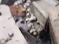 રાજકોટના જેતપુરમાં ભાદર નદીમાં છોડાયુ કેમિકલયુક્ત પાણી, જુઓ વીડિયો