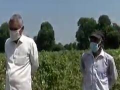 સરકાર CCE સેન્ટરો શરૂ કરી કપાસની ખરીદી કરવા માણસાના બાલવા ગામના ખેડૂતોની માંગ 