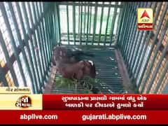 ગીર સોમનાથ: સુત્રાપાડાના પ્રાસલી ગામે બાળકી પર દીપડાઓ કર્યો હુમલો, જુઓ વીડિયો 