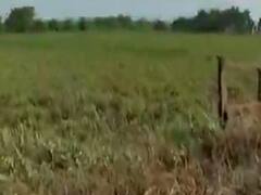 જૂનાગઢના ઘેડ પંથકના બામણાસા ગામના ખેડૂતોની શું છે સમસ્યા?