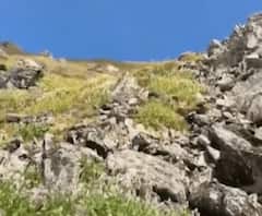 फूलों की घाटी में पॉलीगोनम की दस्तक,बेशकीमती जड़ी बूटियों के लिए खतरा