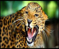 पिथौरागढ़ : गुलदार ने एक महिला को उतारा मौत के घाट लोगों मे दहशत