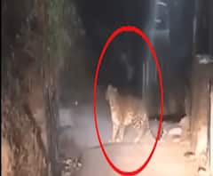 यहां 17 दिन बाद भी नहीं पकड़ में आया तेंदुआ। Greater Noida Panther 