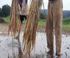 Special Report | परतीच्या पावसानं उरलं सुरलं हिरावलं, शेतकऱ्यांच्या काळजाचं पाणी पाणी