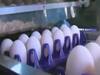 Eggs become expensive as price crosses Rs 8 in wholesale market