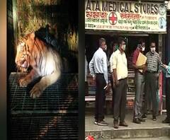 আজ বাংলায় : চিকিৎসার পর সুন্দরবনে জঙ্গলে ফিরল রয়্যাল বেঙ্গল; মণীশ শুক্ল হত্যাকাণ্ডে শার্প শ্যুটারের খোঁজে রাতভর তল্লাশি