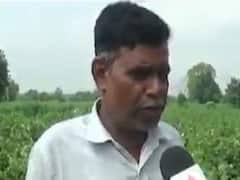 છોટાઉદેપુરઃ નસવાડી તાલુકામાં કપાસના પાકને ભારે નુકસાન, જુઓ વીડિયો