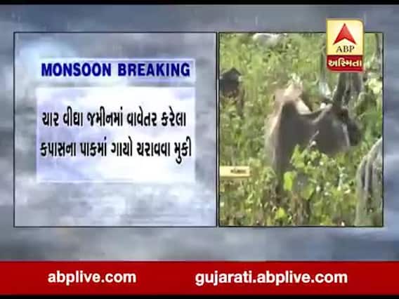 મહેસાણાના વિજાપુરના જંત્રાલ ગામના ખેડૂતોએ ઉભા પાકમાં ગાયો ચરાવી, જુઓ વીડિયો 