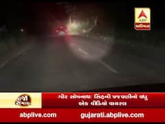 ગીર સોમનાથઃ કાર ચાલકે સિંહની પાછળ કાર દોડાવીને કરી પજવણી, જુઓ વીડિયો 