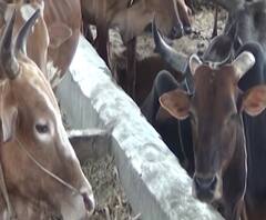 गोवंश हत्याबंदी कायद्यानंतर राज्यात काय परिणाम झाला? गोवंश तस्करी वाढल्याचं अभ्यासकांचं म्हणणं