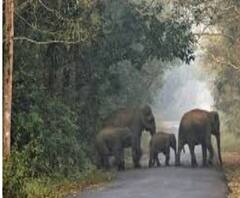 Bankura: বিষ্ণুপুরে দলছুট দাঁতালের তাণ্ডব, শুঁড়ে করে বাইক-অ্যাম্বুল্যান্স ওল্টানোর চেষ্টা